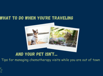 What to Do When You Are Traveling During Your Pet’s Chemotherapy Protocol