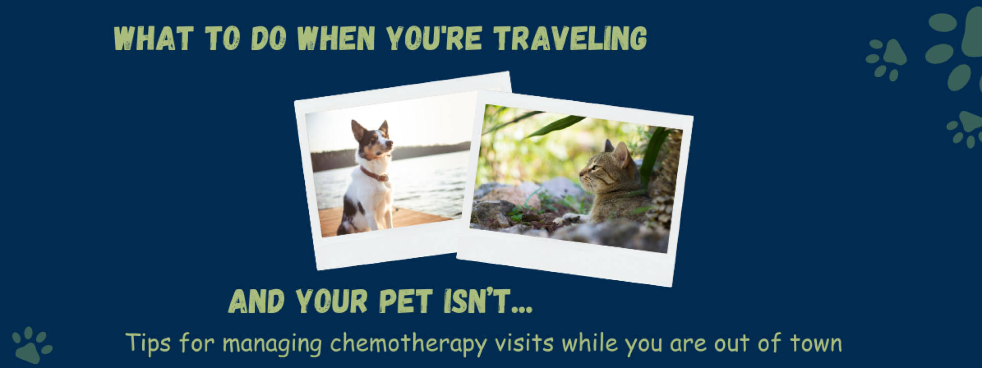 What to do when you're traveling and your pet isn't